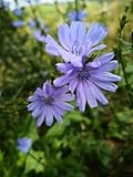 2000 Samen Gemeine Wegwarte Cichorium intybus Wildblume Bienen Blumenwiese