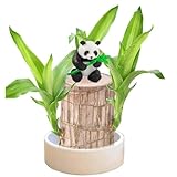 Brasilien Glücksholz Pflanze Set Kleine Mini Glücksholz Aus Brasilien Brasilianische Holzpflanze mit Mönchsstatuen Desktop Pflanze Brazilian Wood Plant Pflanzenstumpf Hydrokulturpflanze (Schwarz)