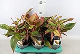 Aglaonema 'Crete' ca. 35 cm - Kolbenfaden - Grünpflanze - Zimmerpflanze