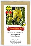 Großblütige Königskerze - Verbascum densiflorum - Arzneipflanze mit großen Blüten - 1000 Samen