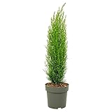 Plant in a Box - Toskanische Zypresse 'Totem' - Cupressus sempervirens - Toskana Säulen Mittelmeerzypresse - Winterhart - Topf 19cm - Höhe 60-80cm