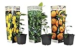 Plant in a Box - Citrus pflanzen Mix - 3er Set - Zitronenbaum, Orangenbaum, Limettenbaum - Topf 9cm - Höhe 25-40cm