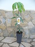 Echter veredelter Mangobaum -Mangifera indica, Mangopflanze ca. 100-120 cm