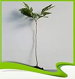 Carya illinoinensis (Pecan) – Pflanze
