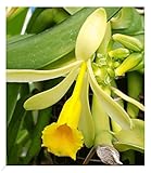 BALDUR Garten Echte Vanille Pflanze, 1 Topf Vanilla planifolia, Orchidee blühende Zimmerpflanze, mehrjährig - frostfrei halten, blühend, Gewürzvanille, duftende Blüten