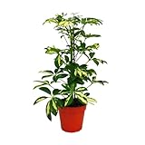 Exotenherz - Strahlenaralie - Schefflera - weiss-bunte Blätter - 1 Pflanze - pflegeleichte Zimmerpflanze - luftreinigend- 12cm Topf