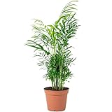 Bergpalme - pflegeleichte Zimmerpflanze, Chamaedorea elegans - Höhe ca. 55 cm, Topf-Ø 17 cm