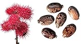 Ricinus communis - Wunderbaum - (Palma Christi) - 20 Samen -