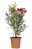 KENTIS - Nerium Oleander Rot - Oleander – Winterharte Pflanzen für Garten - Heckenpflanzen – Hoch 40-50 cm Topf Ø 18 cm