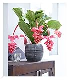 BALDUR Garten Medinilla 'Bel Air', 1 Pflanze, blühende Zimmerpflanze| blüht bis zu 2 Monate lang, blühend, Medinilla piccolinii, große Blütenrispen, Zimmerpflanzen-Rarität