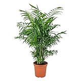 Chamaedorea Elegans - Mexikanische Zwergpalme - reinigt die Luft – ⌀17 cm - 50-60 cm