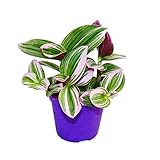 Exotenherz - Dreimasterblume - Tradescantia 'Nanouk' - pflegeleichte hängende Zimmerpflanze - 9cm Topf - pink