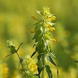 Großer Klappertopf - Rhinanthus angustifolius | 10g - 2.500 Samen | Für Wildblumenwiesen | Verdrängt konkurrierende Gräser in Blumenwiesen | Attraktiv für Hummeln und Bienen | Wuchshöhe: ± 10-80 cm