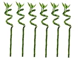 Plant in a Box - Dracaena sanderiana - 6er Set - Lucky Bamboo - Glücksbambus - ⌀2cm - Höhe 40-50cm
