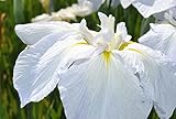 Iris sibirica 'Snow Queen' P 1 Sibirische Schwertlilie 'Snow Queen',winterhart, deutsche Baumschulqualität, im Topf für optimales anwachsen