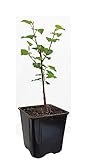 Seedeo® Schwarzer Maulbeerbaum (Morus nigra) ca. 30-40 cm