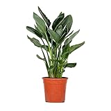 Strelitzia Reginae - Paradiesvogelpflanze - Topfpflanze - Immergrün – ⌀24 cm - 80-90 cm