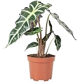 Pfeilblatt - echte Zimmerpflanze, Alocasia 'Polly' - Höhe ca. 25 cm, Topf-Ø 12 cm