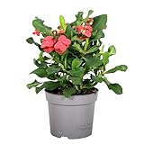Plant in a Box - Euphorbia Milii 'Christusdorn' - Zimmerpflanze - Sukkulente - ⌀ 13 cm - Höhe 25-35 cm
