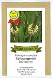 Spitzwegerich - Plantago lanceolata - Bienenweide - Arzneipflanze des Jahres 2014-500 Samen