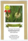 Spitzwegerich - Plantago lanceolata - Bienenweide - Arzneipflanze des Jahres 2014-500 Samen