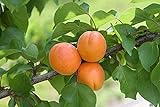 Aprikosenbaum winterhart Harcot Marille Buschform 100-150 cm | Stammhöhe ca 40-60 cm | Prunus armeniaca Harcot