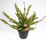 Weihnachtskaktus/Schlumbergera 30cm rosa JA künstlicher Kaktus Pflanzen Kunstpflanzen Kunstblumen