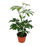 Exotenherz - Strahlenaralie - Schefflera - 9cm Topf - Zimmerpflanze - ca. 25cm hoch