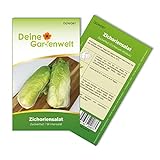 Zichoriensalat Zuckerhut Samen - Cichorium intybus - Salatsamen - Gemüsesamen - Saatgut für 150 Pflanzen