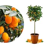 Meine Orangerie Kumquat Grande - echte Zitruspflanze - Fortunella margarita - ca. 120 cm - Ovale Kumquat - Kumquat Tree - veredelte Zwergorange in Gärtner-Qualität