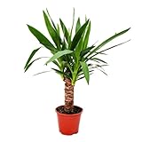 Exotenherz - Palmlilie - Yucca palme - 1 Pflanze - pflegeleicht - luftreinigend - 14cm Topf