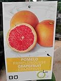 Citrus paradisi 'Star Ruby' 100-130 cm - Rote Grapefruit Paradiesapfel Zitruspflanze