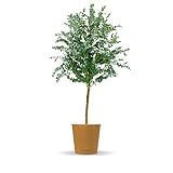Bloomify® Eukalyptus Stamm 'Eugenia' | 60 bis 90 cm große winterharte Eukalyptus Pflanze | pflegeleichte, echte Eucalyptus Pflanze für Balkon, Terasse oder Garten | herrlicher Duft
