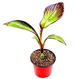Ensete ventricosum 'Maurelli' Rote Gartenbanane Pflanzen 3er Set