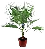 Washingtonia filifera 100-120 cm Petticoat-Palme Zimmerpflanze