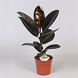 Gummibaum Ficus elastica Abidjan 30-40 cm Zimmerpflanze