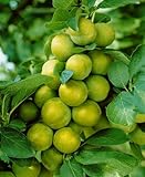 Quillins Reneklode Pflaumenbaum - Prunus domestica, 150-200cm, Robuste Obstbaum, 7,5L Topf, CAC-Qualität, Garten & Balkon