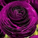 Haloppe 100 Stück Ranunculus Asiaticus Blumen Pflanzensamen für die Bepflanzung des Hausgartens, hübsche Ranunculus Asiaticus Butterblume Samen Blume Hausgartenpflanze Violett