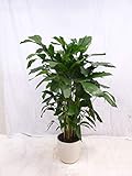 [Palmenlager] XXL Caryota mitis - Fischschwanzpalme - 160/170 cm // seltene und sehr dekorative Zimmerpflanze