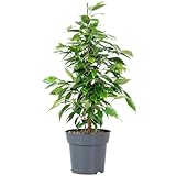 Birkenfeige 'Forever' - pflegeleichte Zimmerpflanze, Ficus benjamini - Höhe ca. 75 cm, Topf-Ø 17 cm
