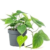 Baumfreund - pflegeleichte Zimmerpflanze, Philodendron scandens - Höhe ca. 20 cm, Topf-Ø 12 cm