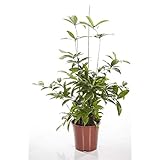 Drachenbaum 40 cm Dracaena surculosa Zimmerpflanze