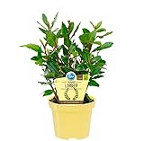 Bio Gewürzlorbeer, (Laurus nobilis), Kräuter Pflanzen aus nachhaltigem Anbau (1 Pflanze, je im 12cm Topf)