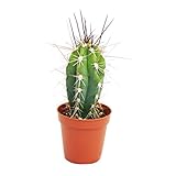 Exotenherz - Stetsonia coryne - Nähnadel-Kaktus - 5,5cm Topf
