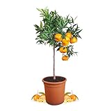 Meine Orangerie Mandarinenbaum Mezzo - echte Citrus Pflanze - 80 bis 100 cm - veredelter Mandarinen Baum im 8 Liter Topf - Citrus Reticulata - Fruchtreife Mandarinen Pflanze in Gärtnerqualität