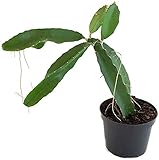 Fangblatt - Hylocereus undatus - Drachenfrucht Kaktus - exotischen Pitaya - Schlangenkaktus - pflegeleichte Zimmerpflanze - Trend 2020