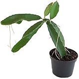Fangblatt - Hylocereus undatus - Drachenfrucht Kaktus - exotischen Pitaya - Schlangenkaktus - pflegeleichte Zimmerpflanze - Trend 2020