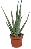Echte Aloe Vera - im 12cm Topf - ca. 30-40cm hoch (eine Pflanze)