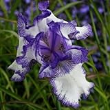 Schwertlilie, Iris x barbata-elatior 'Blue Staccato'