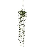 Exotenherz - Zimmerpflanze zum Hängen - Ceropegia woodii - Leuchterblume - 10cm Ampel